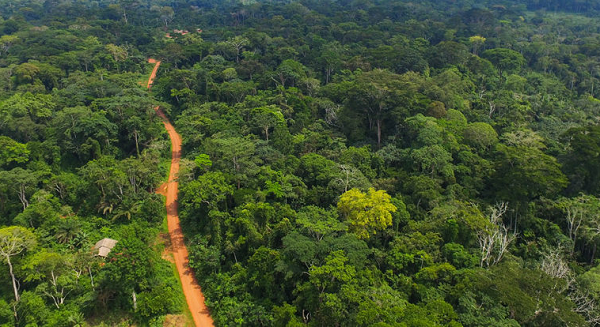 Africa forest food knowledge disappearing