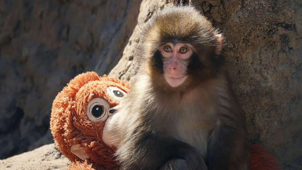 Two men arrested over stunt at monkey enclosure