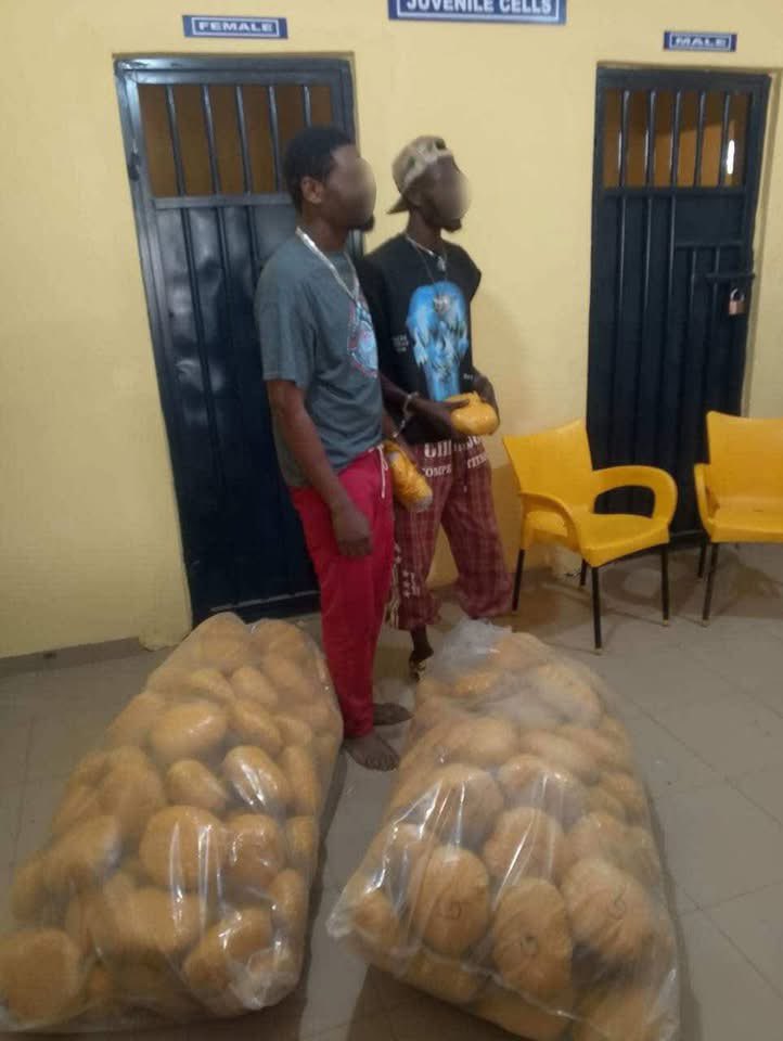 Bono East Police Nab Two with GH¢107,000 Cannabis in Kintampo
