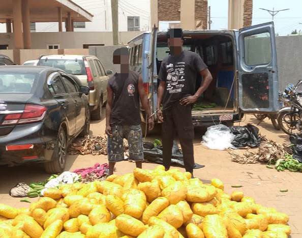 Police Arrest Two, Seize 692 Parcels of Suspected Indian Hemp at Dawhenya