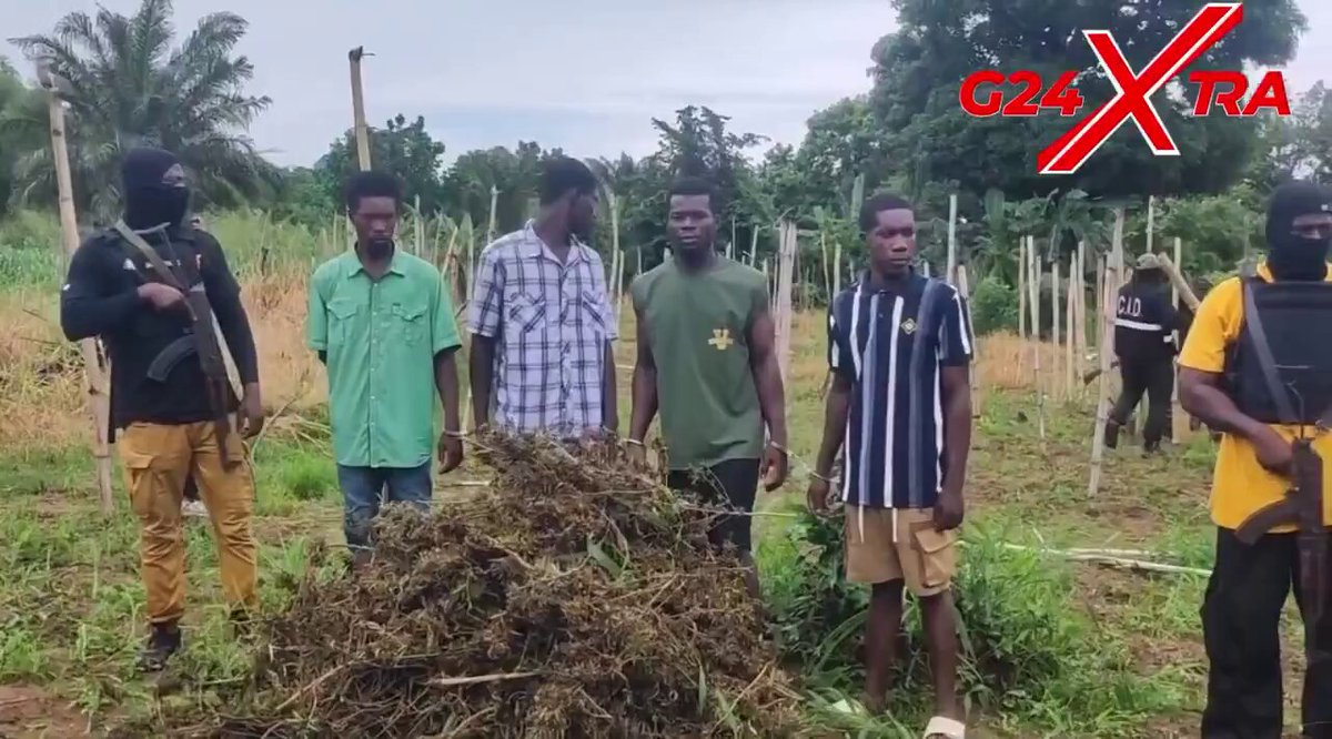 Police Destroy 10 Acres Cannabis Farms, Arrest 6 in Eastern Region