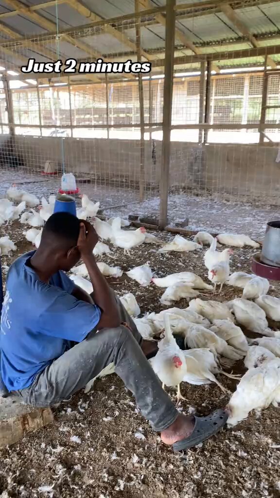 Poultry Farmer Devastated by Overnight Bird Deaths in Ghana
